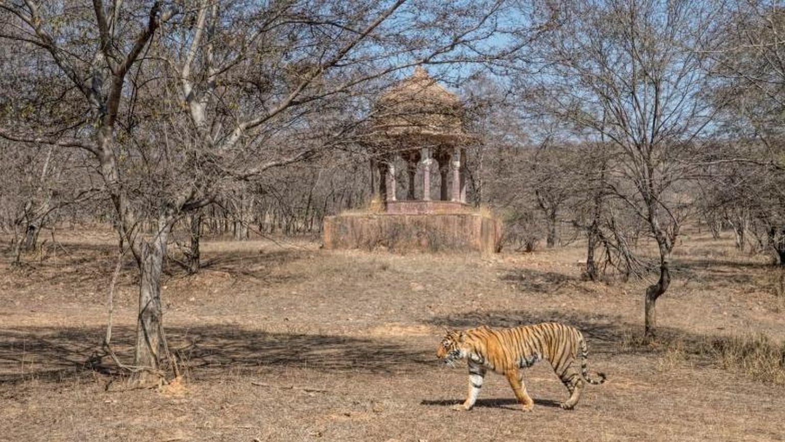 Forts in the world: Ranthambore Fort, Rajasthan - RTF | Rethinking The ...