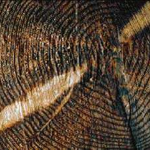 Dendrochronology in Architecture- Buildings and Structures-Sheet1