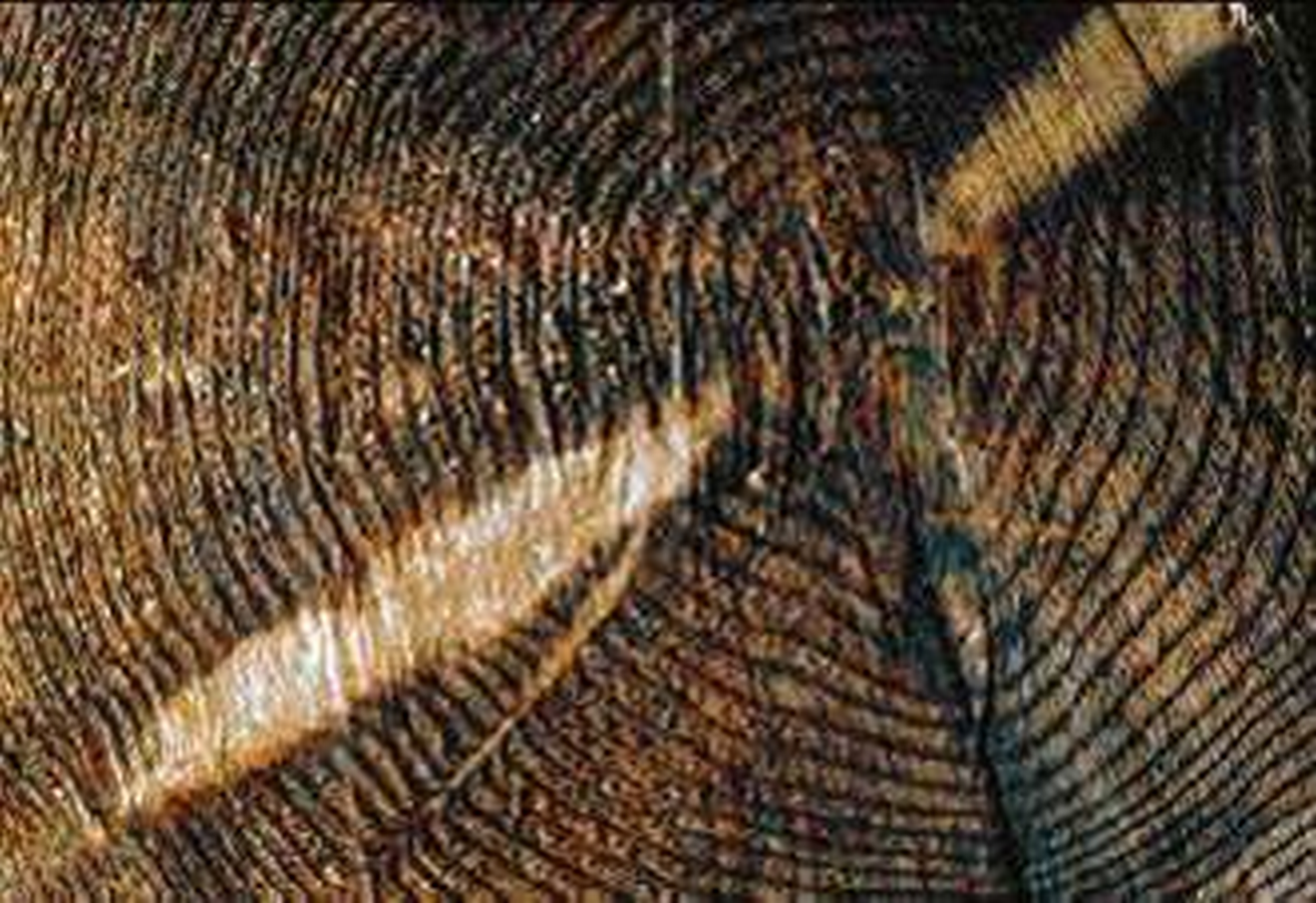 Dendrochronology in Architecture- Buildings and Structures-Sheet1