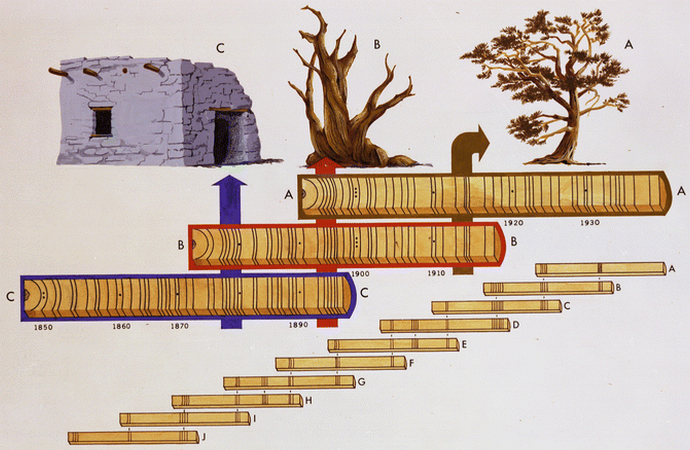 Dendrochronology in Architecture- Buildings and Structures-Sheet2