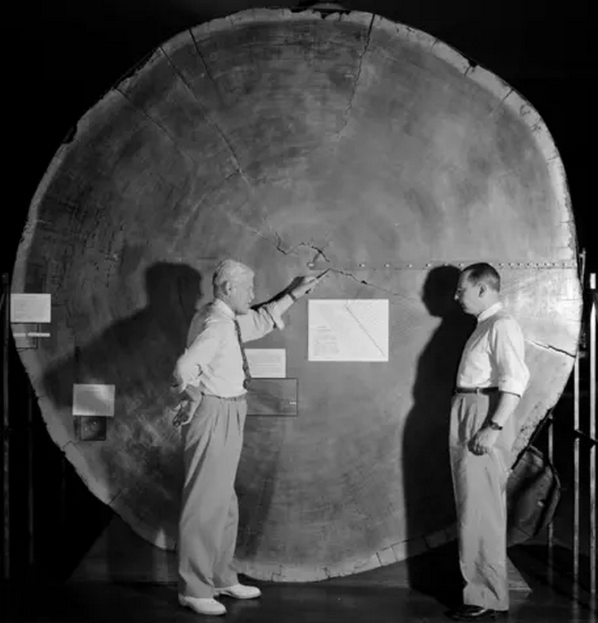 Dendrochronology in Architecture- Buildings and Structures-Sheet3