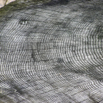 Dendrochronology in Architecture- Buildings and Structures-Sheet4
