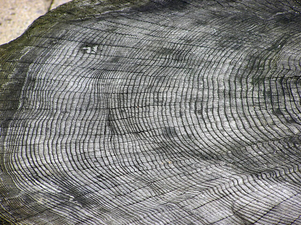 Dendrochronology in Architecture- Buildings and Structures-Sheet4