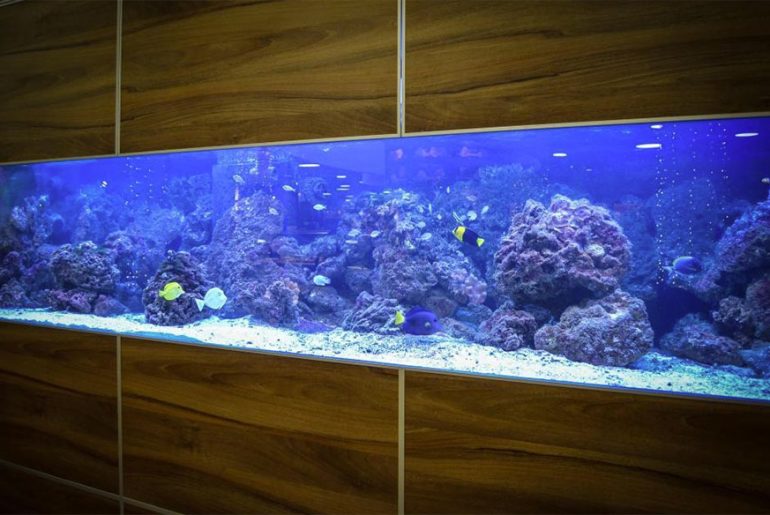 Photo inspiration: Fresh Look at The Unexpected Return Of Built In Aquariums In High End