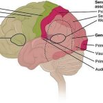 Article in Focus Cities and Mental Health by Oliver Gruebner, Michael A. Rapp, Mazda Adli, Ulrike Kluge, Sandro Galea, Andreas Heinz-Sheet2