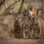 Youtube for Researchers: Sundarbans Is Sundarbans Because of Tigers: Decolonising Coexistence through Community Wisdom-Sheet1