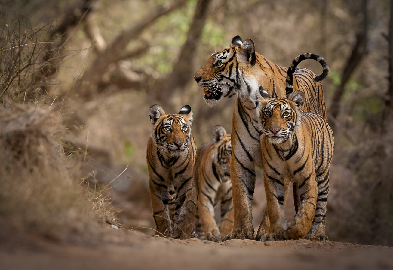 Youtube for Researchers: Sundarbans Is Sundarbans Because of Tigers: Decolonising Coexistence through Community Wisdom-Sheet1