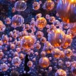 Teamlab Phenomena, Abu Dhabi-Sheet3