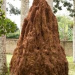 An Anthill’s Lessons-Sheet1