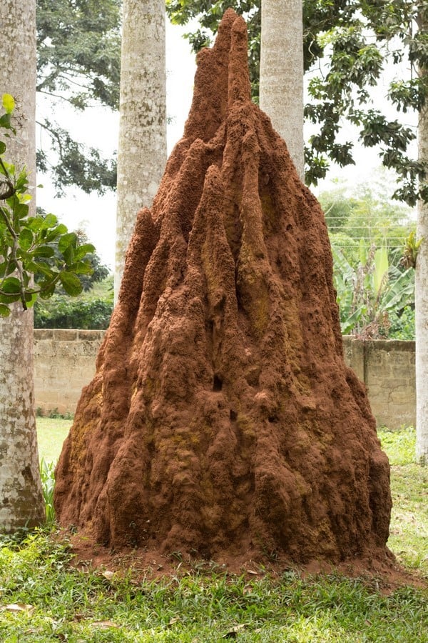 An Anthill’s Lessons-Sheet1