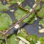Sustainable Marks How Nature's Own Architects, from Ants to Birds, Build Sustainably-Sheet1