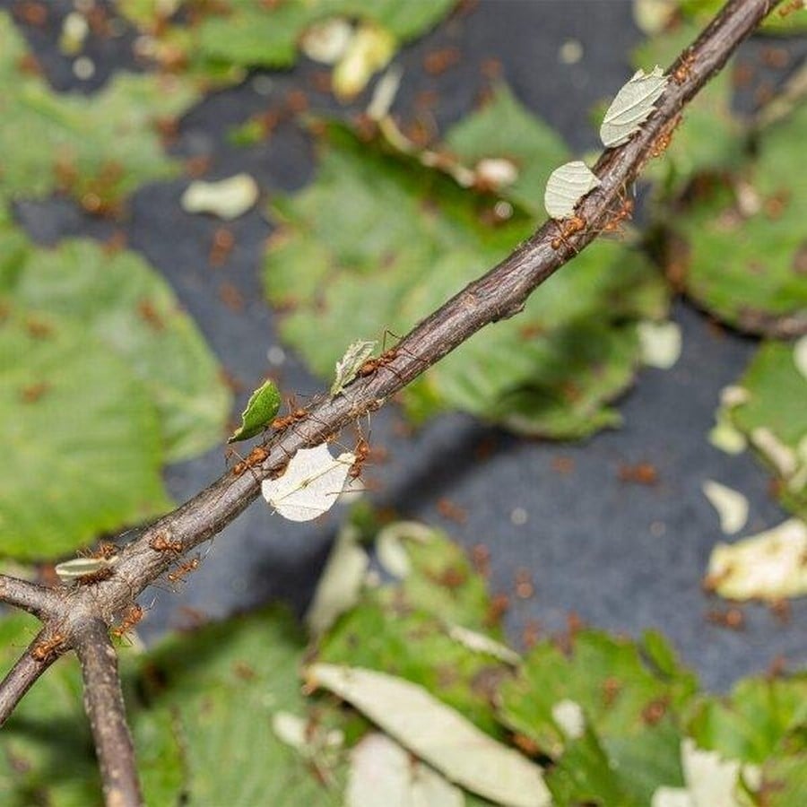 Sustainable Marks How Nature's Own Architects, from Ants to Birds, Build Sustainably-Sheet1