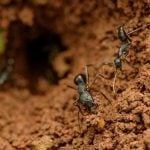 Sustainable Marks How Nature's Own Architects, from Ants to Birds, Build Sustainably-Sheet2