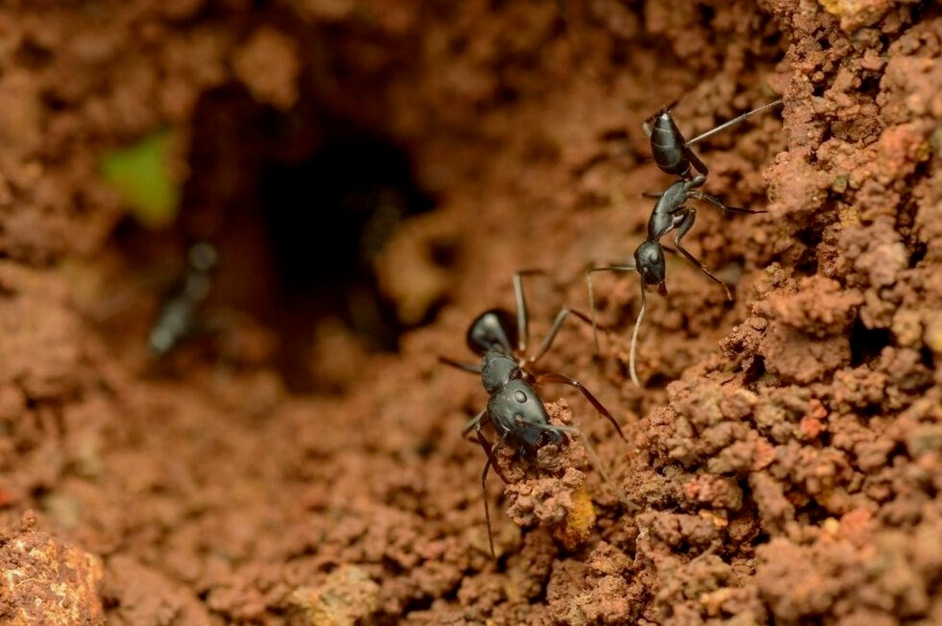 Sustainable Marks How Nature's Own Architects, from Ants to Birds, Build Sustainably-Sheet2