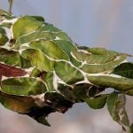 Sustainable Marks How Nature's Own Architects, from Ants to Birds, Build Sustainably-Sheet3