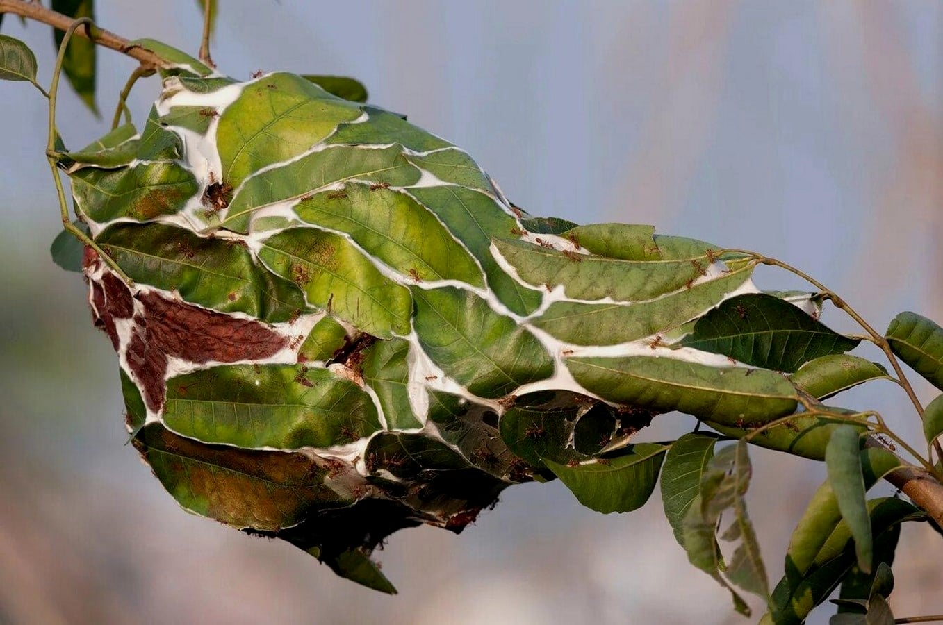 Sustainable Marks How Nature's Own Architects, from Ants to Birds, Build Sustainably-Sheet3