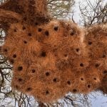 Sustainable Marks How Nature's Own Architects, from Ants to Birds, Build Sustainably-Sheet4