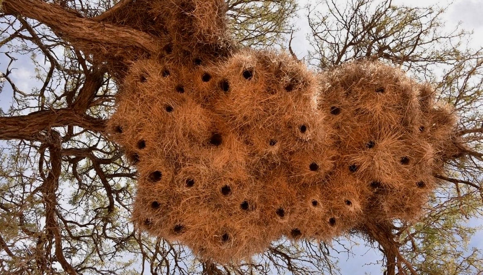 Sustainable Marks How Nature's Own Architects, from Ants to Birds, Build Sustainably-Sheet4