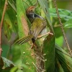 Sustainable Marks How Nature's Own Architects, from Ants to Birds, Build Sustainably-Sheet5