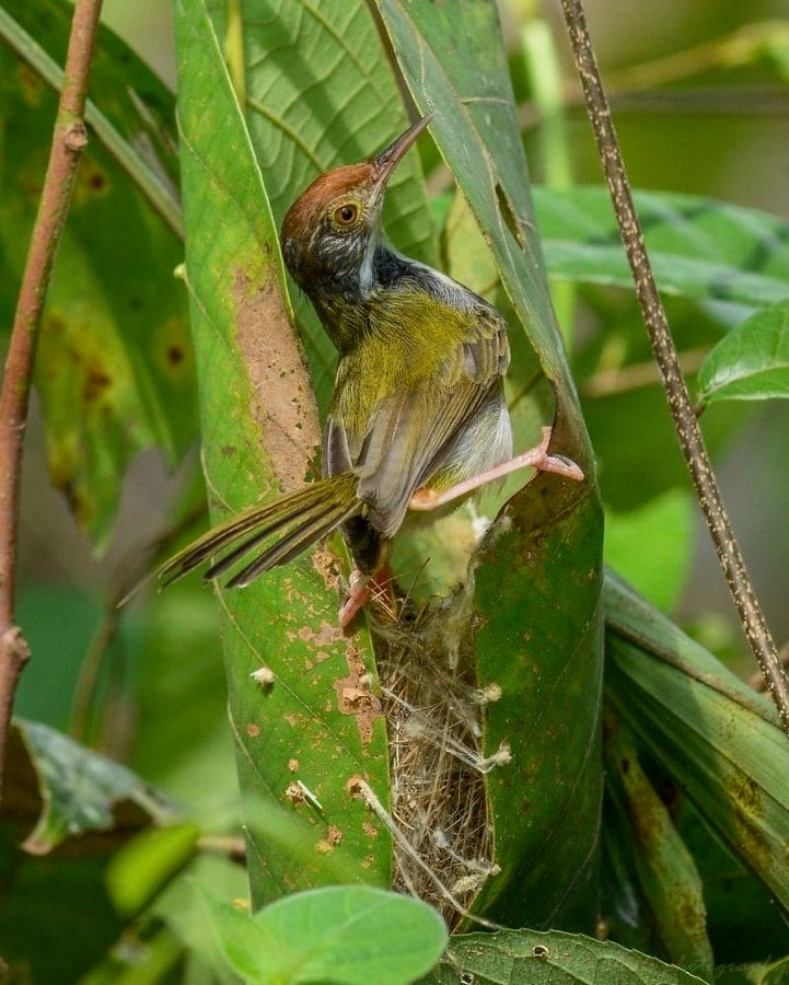 Sustainable Marks How Nature's Own Architects, from Ants to Birds, Build Sustainably-Sheet5
