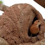 Sustainable Marks How Nature's Own Architects, from Ants to Birds, Build Sustainably-Sheet6