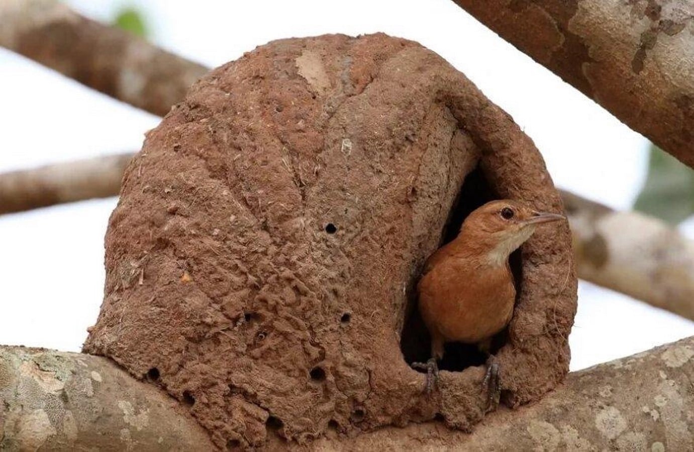 Sustainable Marks How Nature's Own Architects, from Ants to Birds, Build Sustainably-Sheet6