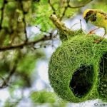 Sustainable Marks How Nature's Own Architects, from Ants to Birds, Build Sustainably-Sheet7