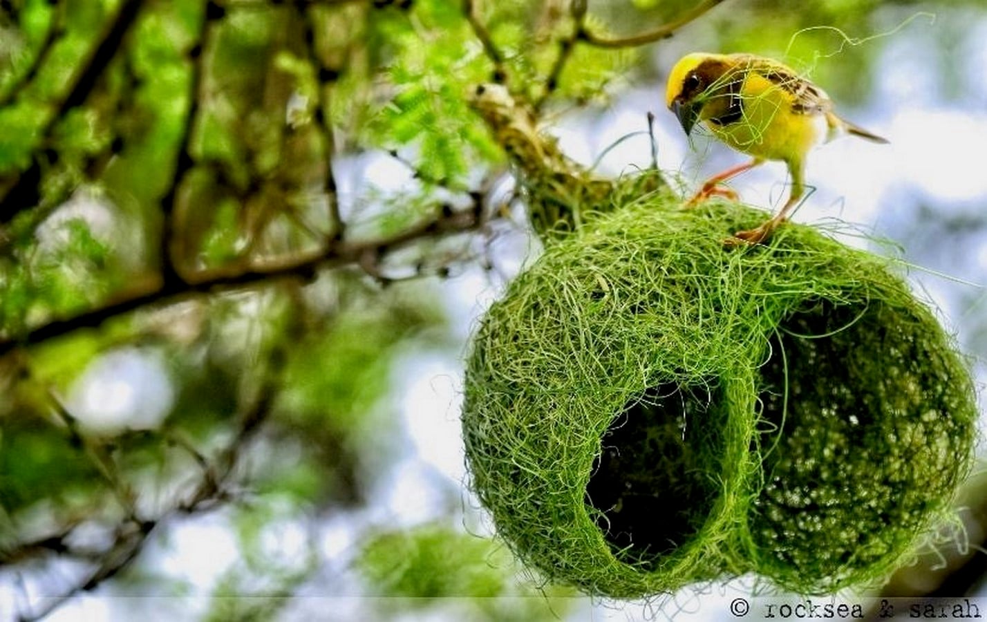 Sustainable Marks How Nature's Own Architects, from Ants to Birds, Build Sustainably-Sheet7