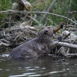 Sustainable Marks How Nature's Own Architects, from Ants to Birds, Build Sustainably-Sheet8