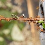 Sustainable Marks How Nature's Own Architects, from Ants to Birds, Build Sustainably-Sheet9