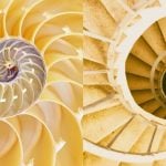 Meet the Designers Bringing Insect and Animal Logic into Product Design-Sheet1