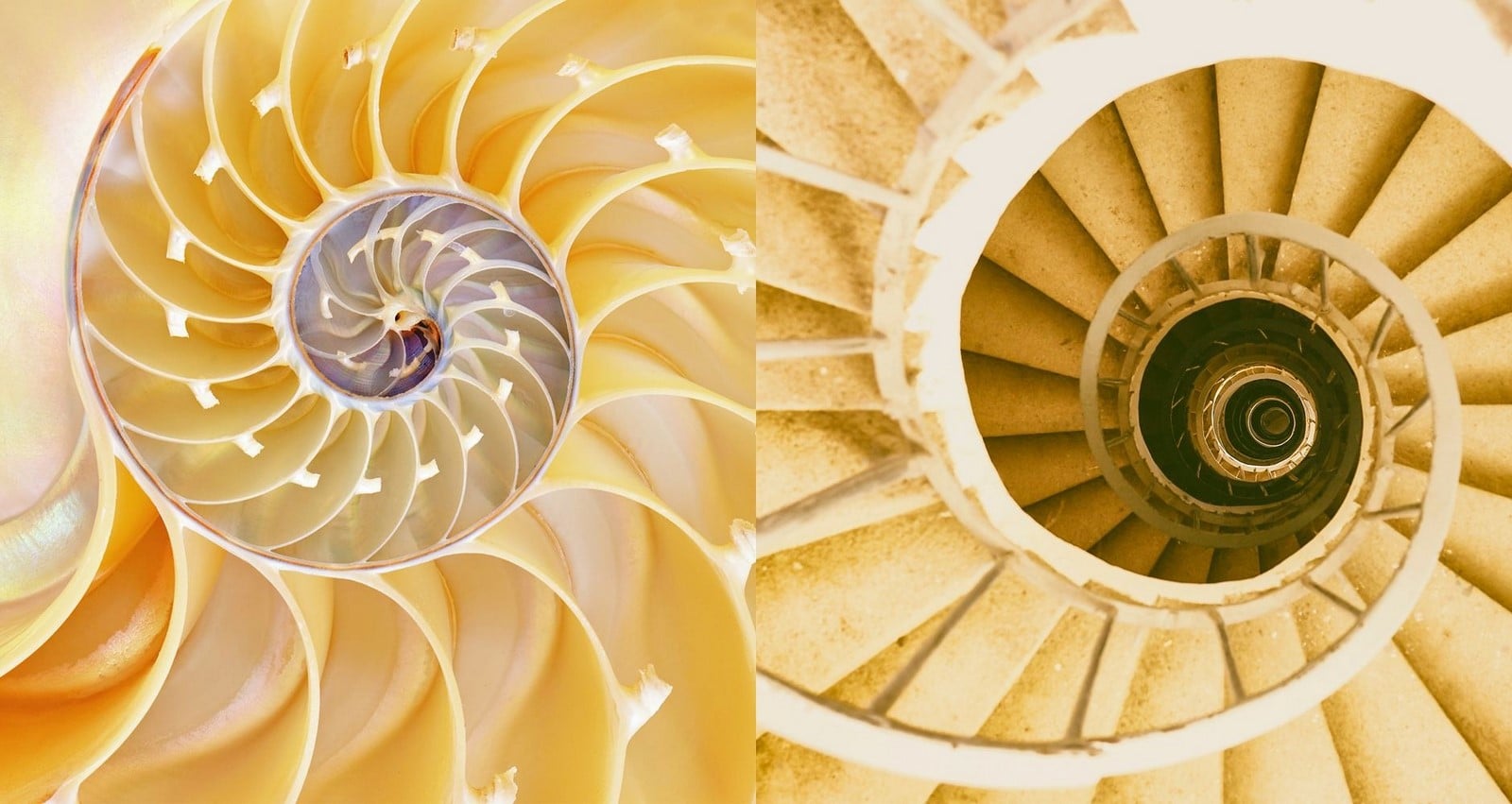 Meet the Designers Bringing Insect and Animal Logic into Product Design-Sheet1