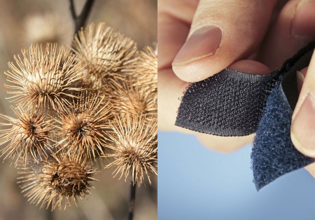 Meet the Designers Bringing Insect and Animal Logic into Product Design-Sheet3