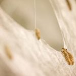 Meet the Designers Bringing Insect and Animal Logic into Product Design-Sheet7