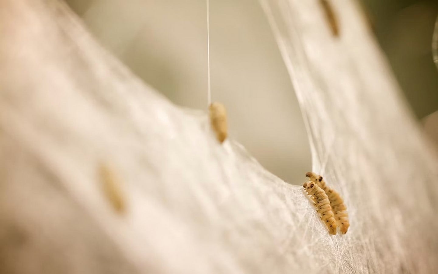 Meet the Designers Bringing Insect and Animal Logic into Product Design-Sheet7