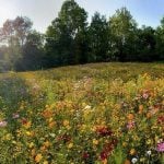 Rethinking the front lawn architecture is most wasteful tradition-Sheet4