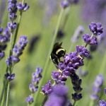 Rethinking the front lawn architecture is most wasteful tradition-Sheet5