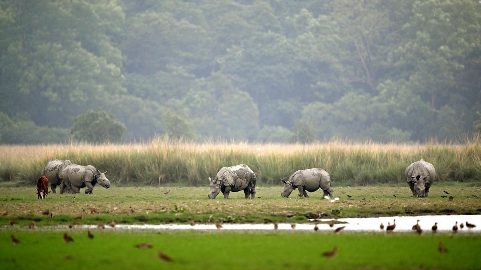 Designing with Non-Human Rights Rivers, Forests, and Species as Legal Stakeholders in Projects-Sheet4